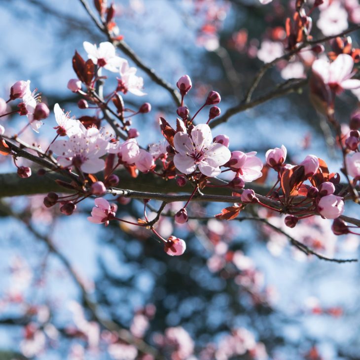 Festa di Primavera: cibo, musica e spettacoli in Bolognina